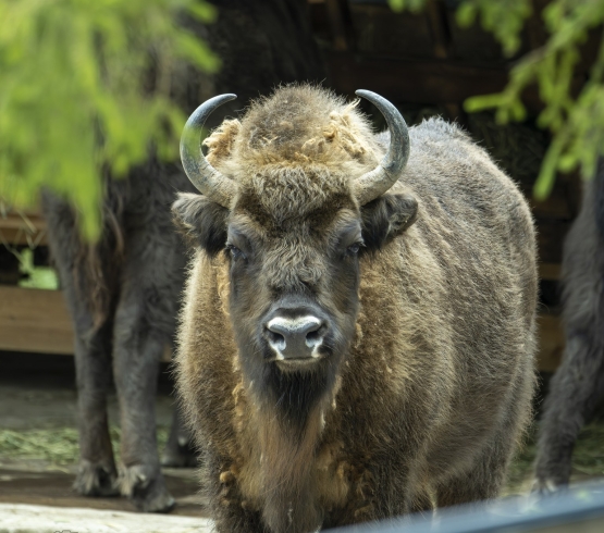 European bison 